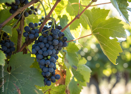 Dark blue small grapes with sunlit leaves, fiber-dense choice, summer