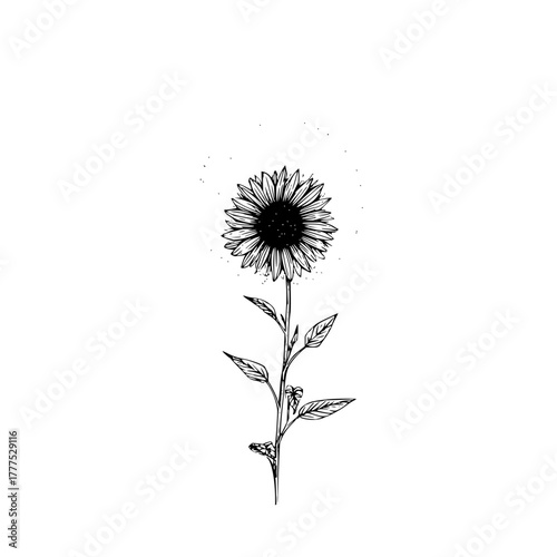 Hand drawn sunflower with stem and leaves in black and white with a dotted background halo effect
