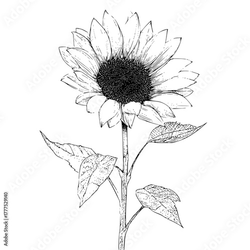 Detailed monochrome line art illustration of a sunflower with leaves and a textured center design