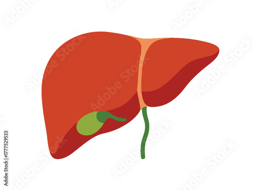 An anatomical illustration of a healthy human liver and gallbladder.