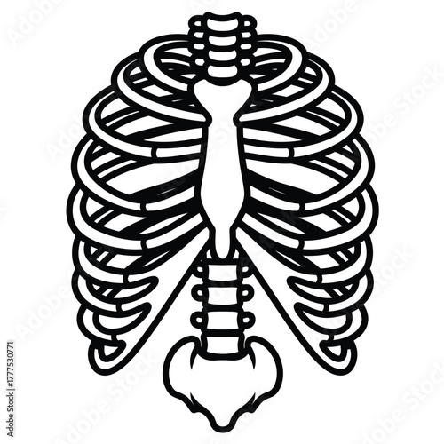 An illustration of a human rib cage and sternum in black and white outline