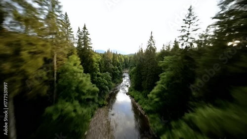 River Through Lush Green Forest Canopy