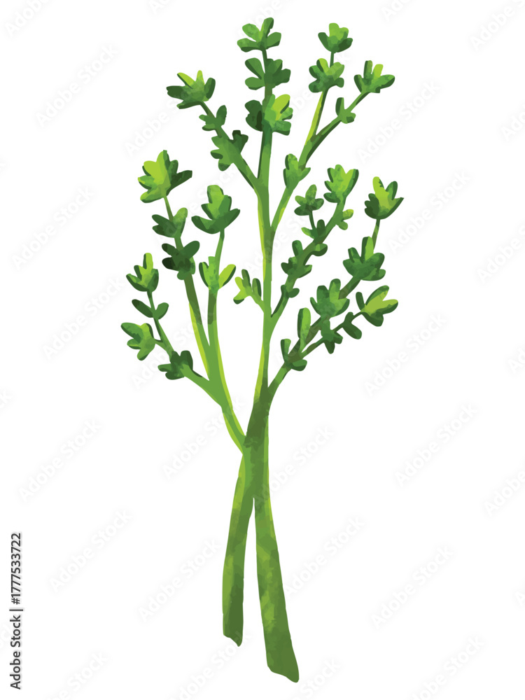 Fototapeta premium Fresh Thyme Hand Drawn Watercolor Vector Illustration. Isolated Elements on White Background