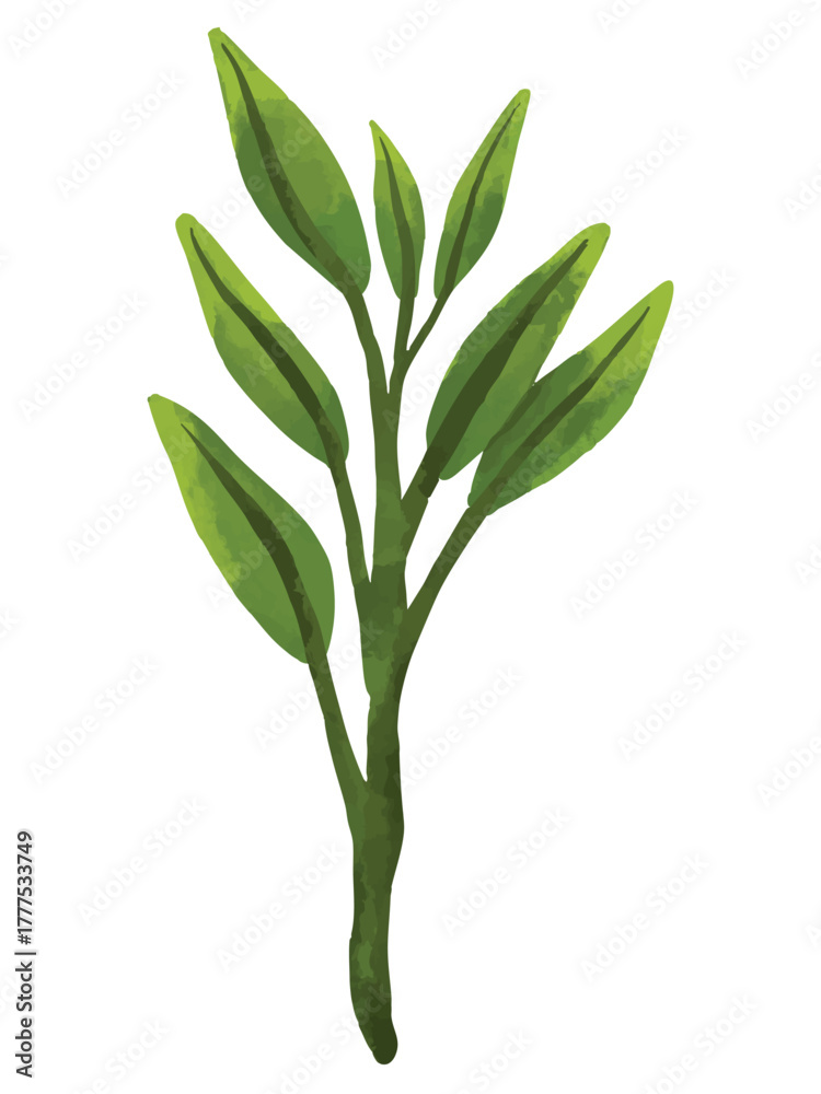 Fototapeta premium Fresh Sage Hand Drawn Watercolor Vector Illustration. Isolated Elements on White Background