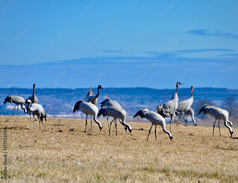 Fototapeta premium Cranes in the field