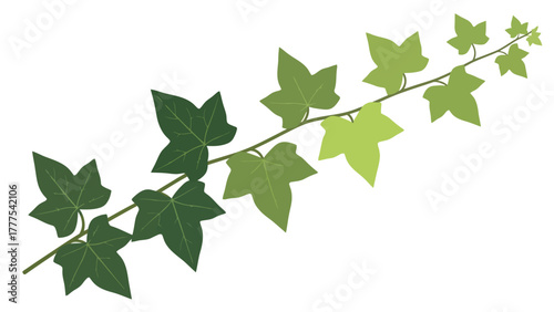 A branch of ivy with leaves of varying shades of green