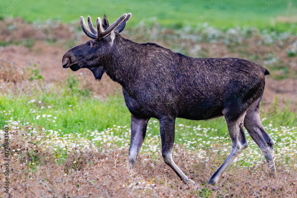 Fototapeta premium elk in the woods