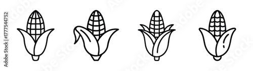 Corn on the cob vector illustration, hand drawn corn stalks, agriculture and harvest season design