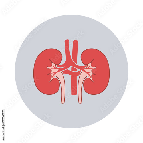 Kidney Illustration Anatomy Medical Drawing Organ Healthcare Renal Biology Nephrology Ureter Blood Artery Vein Anatomy