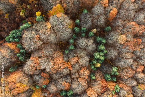 Aerial drone view of a colorful autumn forest. Panorama of trees during autumn. All the colors of autumn. Autumn season in Poland. Autumn orange color tree patterns