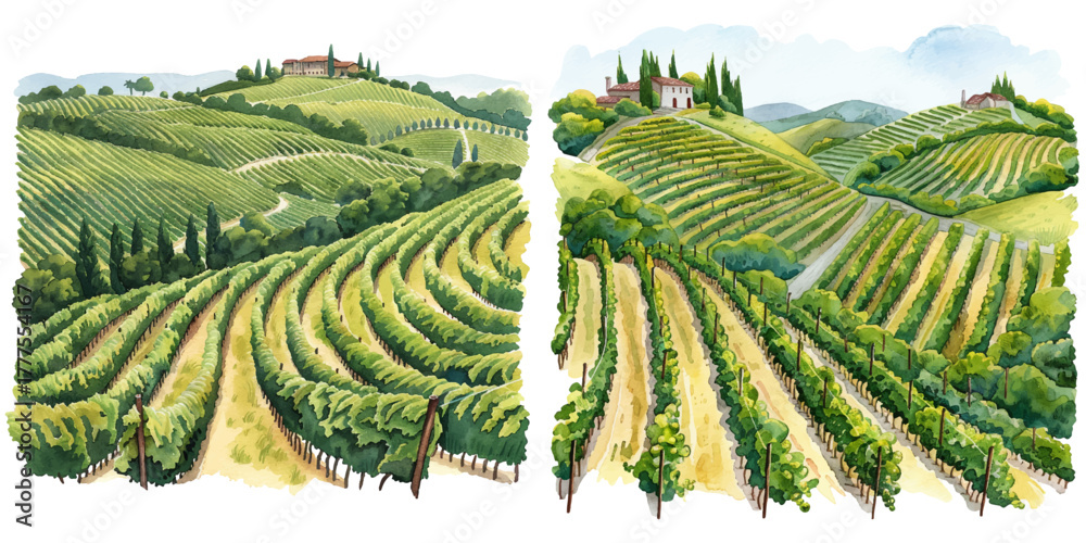 Fototapeta premium rolling vineyards in the countryside watercolor vector illustration