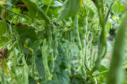 Growing green beans on a bush in the middle of a beautiful garden during the sunny summer