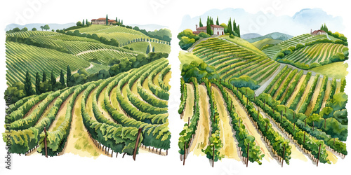 rolling vineyards in the countryside watercolor vector illustration