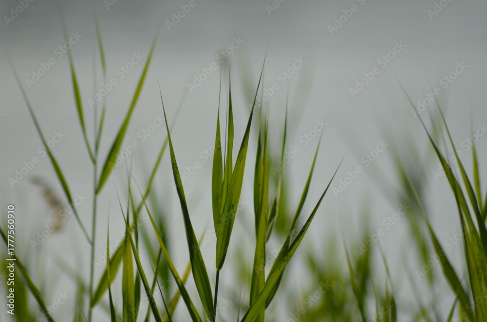 Obraz premium Reeds grow in water. Summer evening near a forest lake, reeds grow in the water near the shore on thin long stems, ripe yellow inflorescences of the plant rise. They sway in the wind.