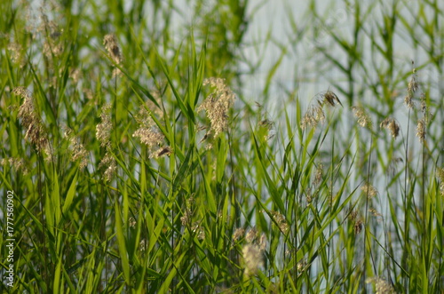 Reeds grow in water. Summer evening near a forest lake, reeds grow in the water near the shore on thin long stems, ripe yellow inflorescences of the plant rise. They sway in the wind.