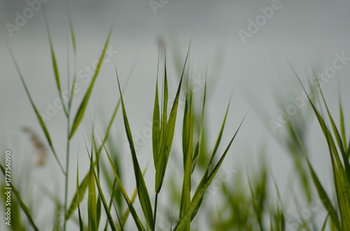 Reeds grow in water. Summer evening near a forest lake, reeds grow in the water near the shore on thin long stems, ripe yellow inflorescences of the plant rise. They sway in the wind.