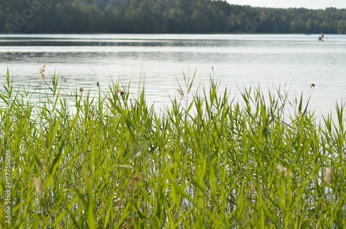Reeds grow in water. Summer evening near a forest lake, reeds grow in the water near the shore on thin long stems, ripe yellow inflorescences of the plant rise. They sway in the wind.