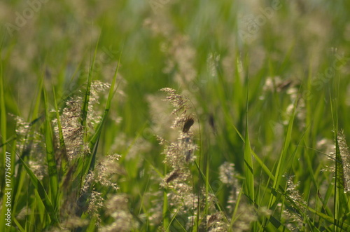 Reeds grow in water. Summer evening near a forest lake, reeds grow in the water near the shore on thin long stems, ripe yellow inflorescences of the plant rise. They sway in the wind.