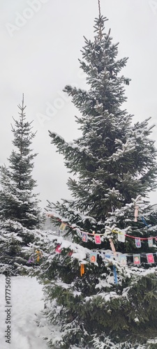 A Christmas tree. A medium-sized spruce tree with long branches and short green needles grows outside. White snow lies on the branches and on the ground. The tree is decorated with a garland.