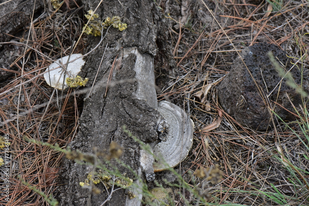 Obraz premium Trametes versicolor Mushroom growing on the bark of a tree in the forest