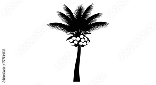 Silhouette of a coconut palm tree with a cluster of coconuts, isolated.