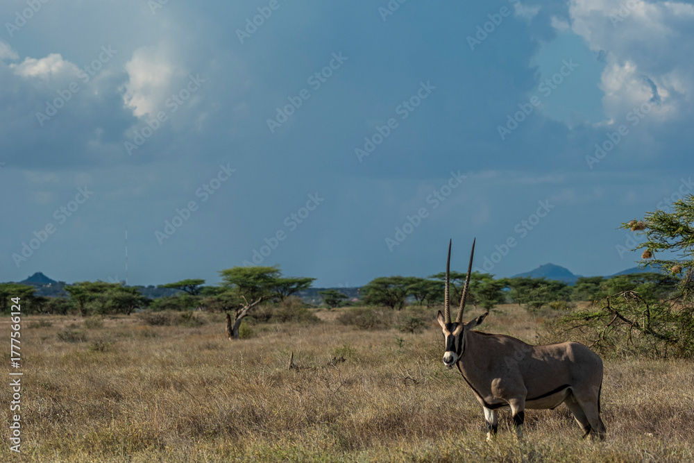 Fototapeta premium Oryx in Masai mara Kenya national park
