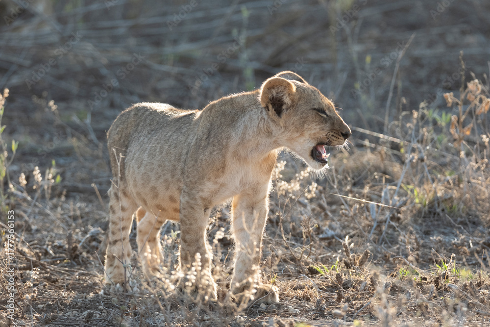 Fototapeta premium lion cub in the savannah. Samburu national park Kenya 