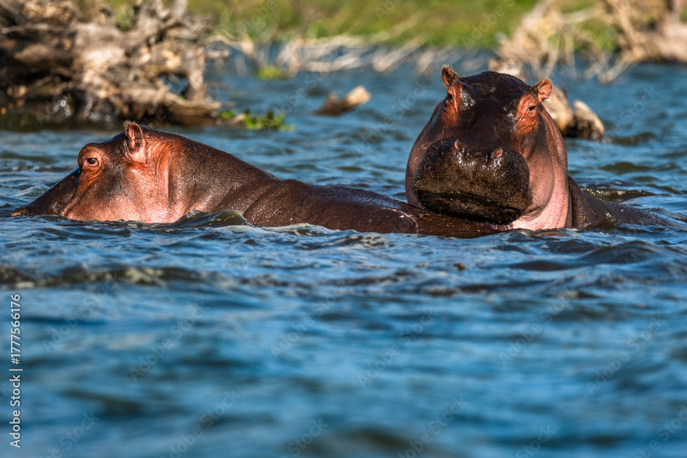 Fototapeta premium hippo in the water, Nakuru lake national park Kenya 