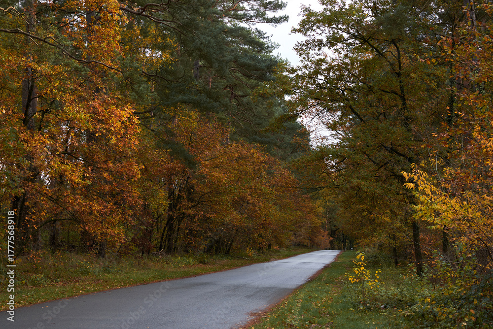 Fototapeta premium road in autumn forest