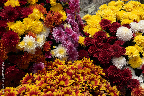Obraz na plátně Chrysanthèmes multicolores sur différents niveaux