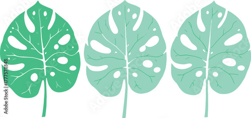 Monstera leaf icon set in green flat style featuring fenestrated tropical foliage in varied shapes and growth stages