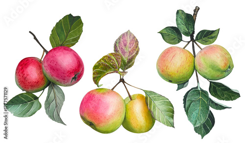 Set with hand drawn apple tree branches with ripe apples and green leaves. Watercolor botanical illustration.