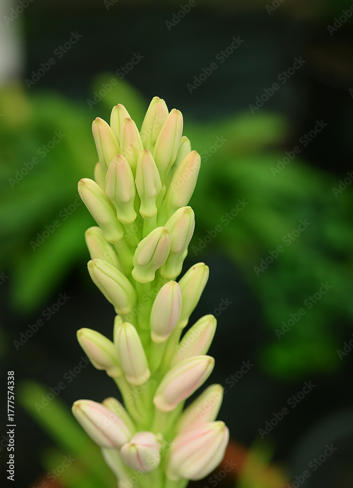Obraz premium Close-up of pink oleander flower buds with green leaves in soft natural light, tropical garden macro