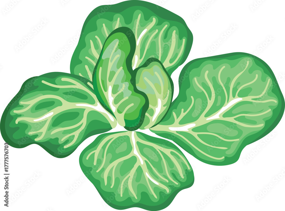 Naklejka premium Cabbage isolated on white background