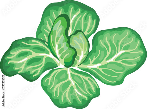 Cabbage isolated on white background