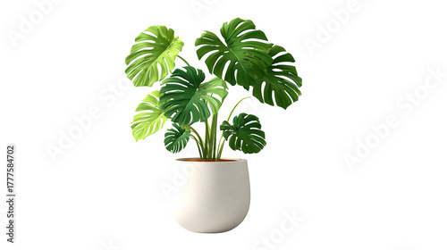 Monstera Plant in Ceramic Pot, isolated on transparent background