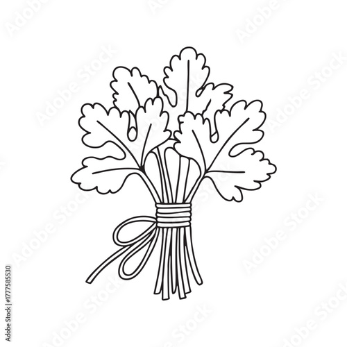 Bundle of fresh cilantro mint and parsley tied together