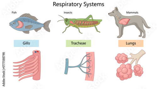 fish, insects, and mammals breathe using gills, tracheae, and lungs, with labeled illustrations of each system diagram hand drawn schematic vector. Science educational illustration