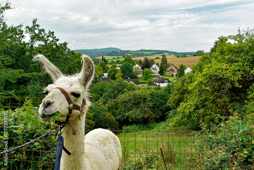 Schröder, so heißt das Lama