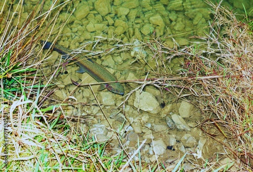 Beautiful rainbow trout in a fish pond