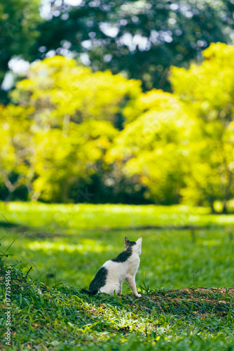 Photography cat in the wild