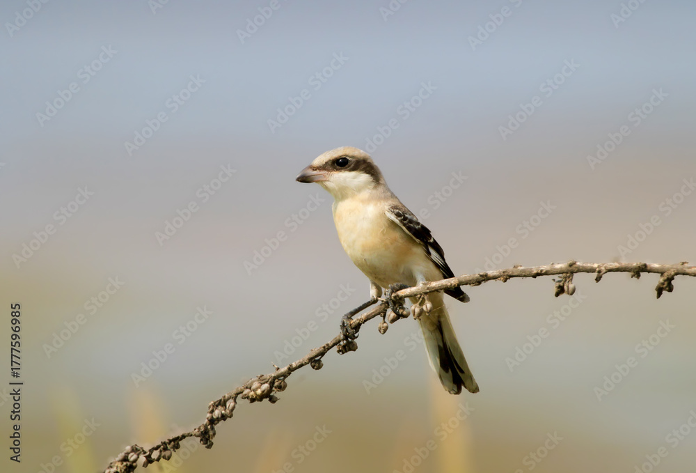 Fototapeta premium A young lesser grey shrike (Lanius minor) is photographed close-up perched on a branch against a blurred background.