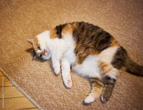 A cute and funny calico cat rolling on a carpet at home.