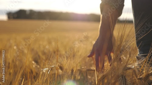 Close up of male hand moving over wheat growing on the plantation. Young man walking through the barley field and gently touching golden ears of crop. Sunlight at background. Rear view Slow motion