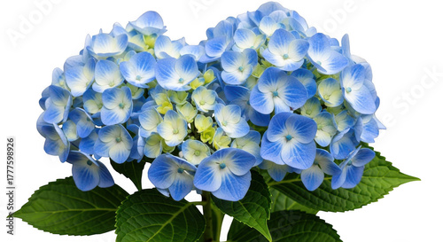 Vibrant blue hydrangea flower cluster stunning macro detail lush green leaves transparent background