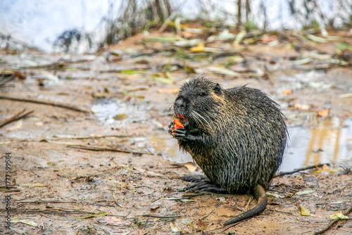 Photography Nutria in the wild