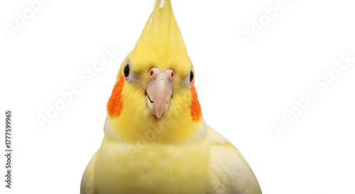 Close-up portrait of a yellow cockatiel bird with orange cheeks on black isolated on transparent background