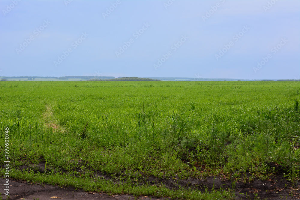 Fototapeta premium Expansive Green Field Under a cloudy Blue Sky with horizon