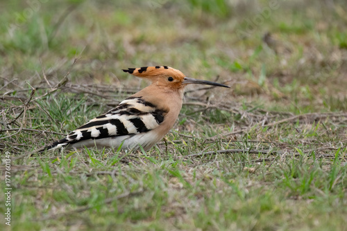 Eurasian hoopoe perched in grassy field