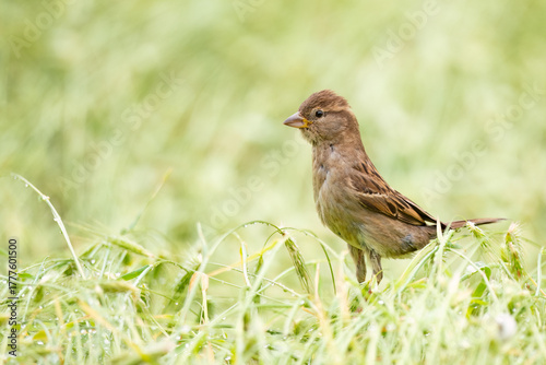 House sparrow perched in lush green grass